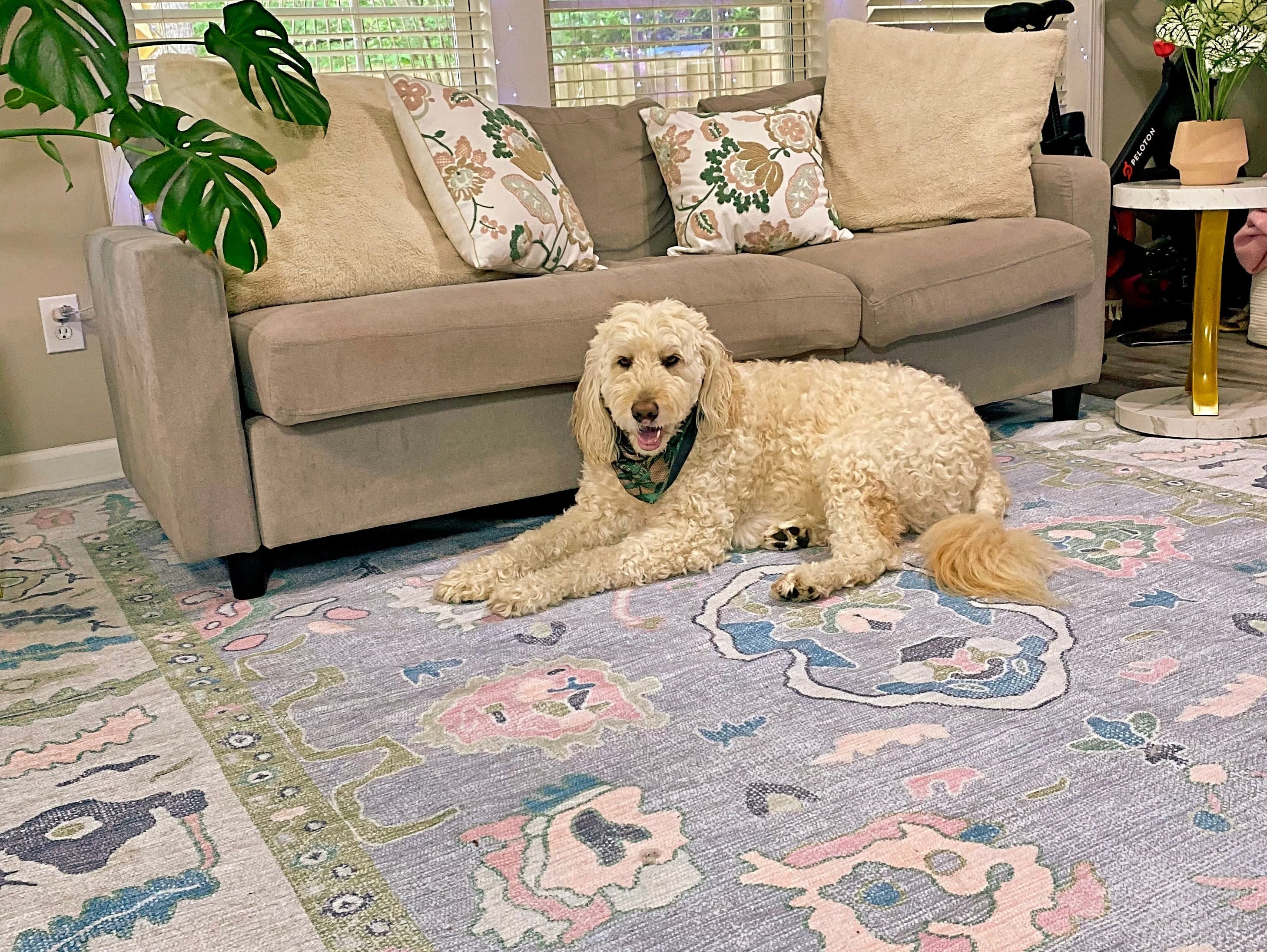 Dog lounging on a soft, neutral washable rug in a bright room, showcasing its pet-friendly and easy-care design.
