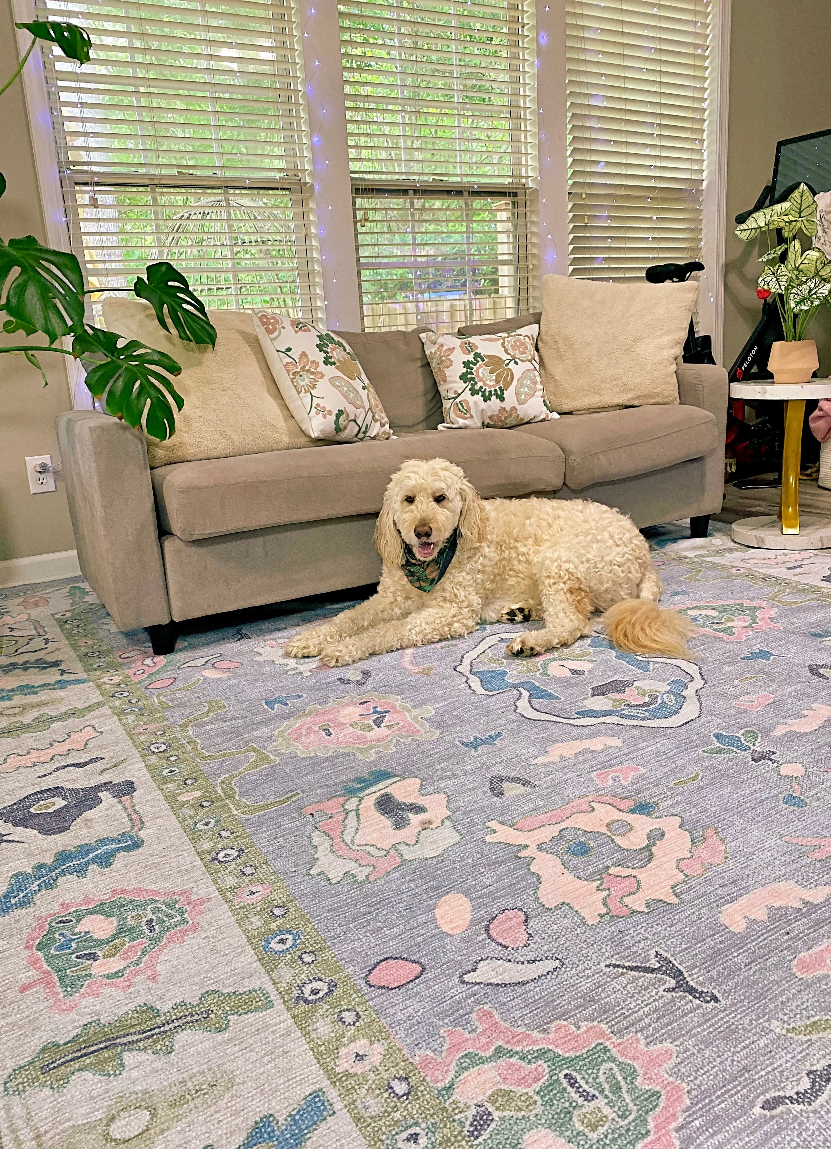 Dog lounging on a soft, neutral washable rug in a bright room, showcasing its pet-friendly and easy-care design.