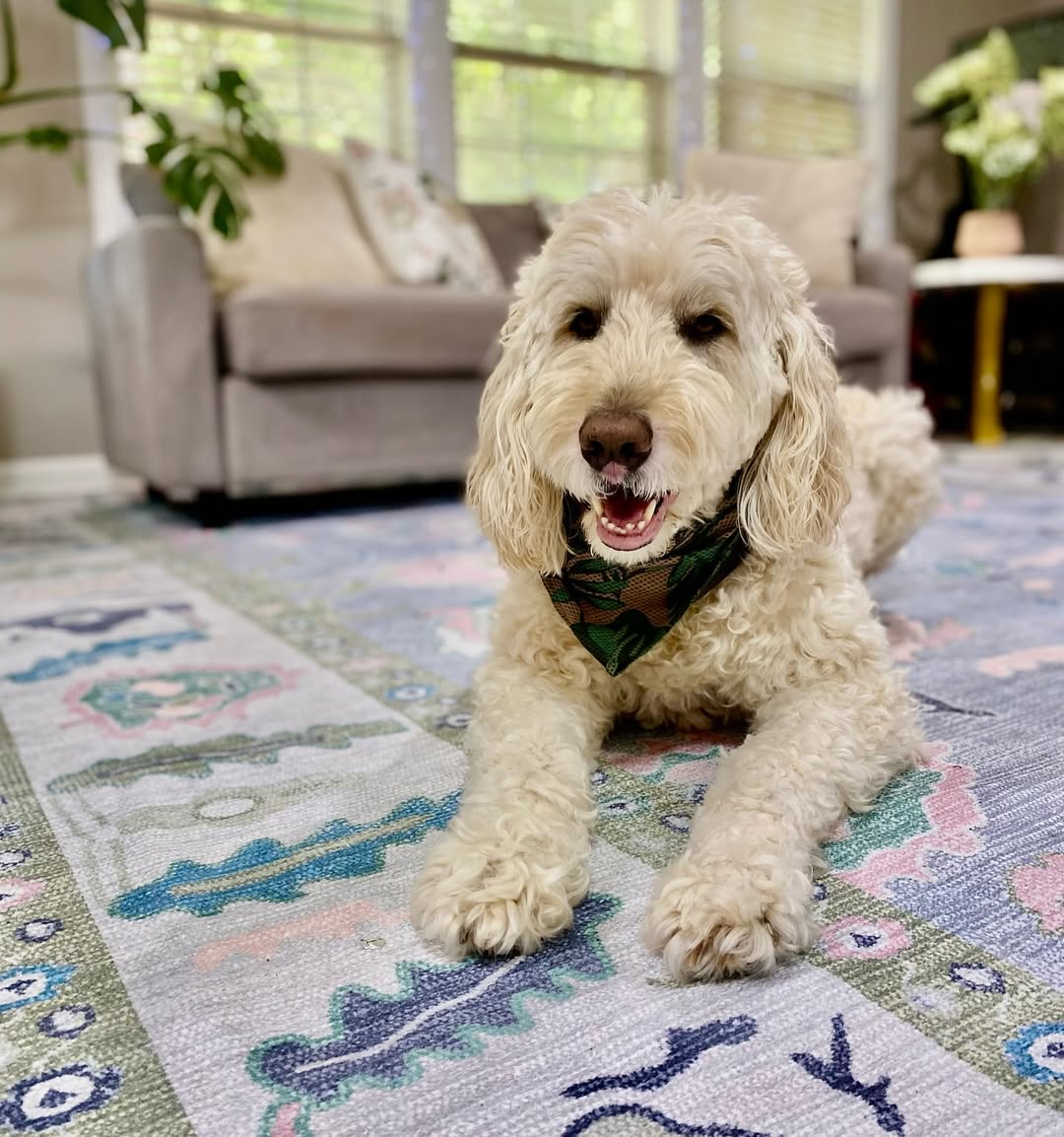 The Psychology of Rug Colors: What Each Shade Says About Your Space – fame
